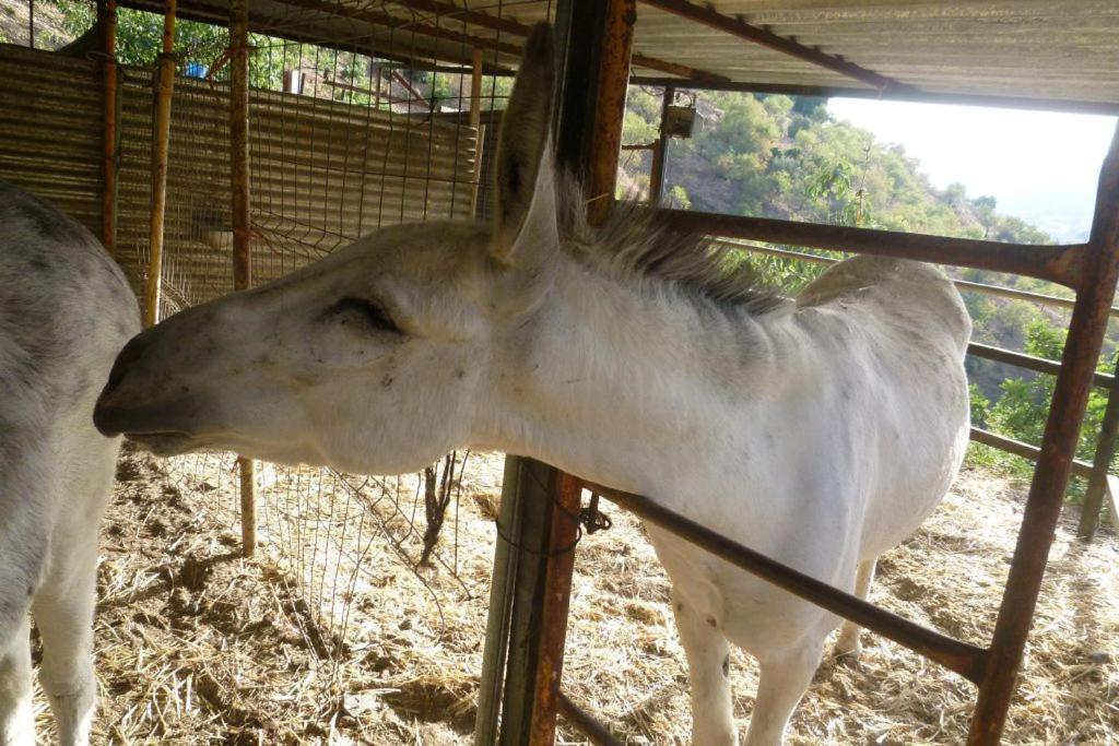 Tolatán Finca Los Burros المظهر الخارجي الصورة